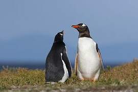 Gentoo Penguin