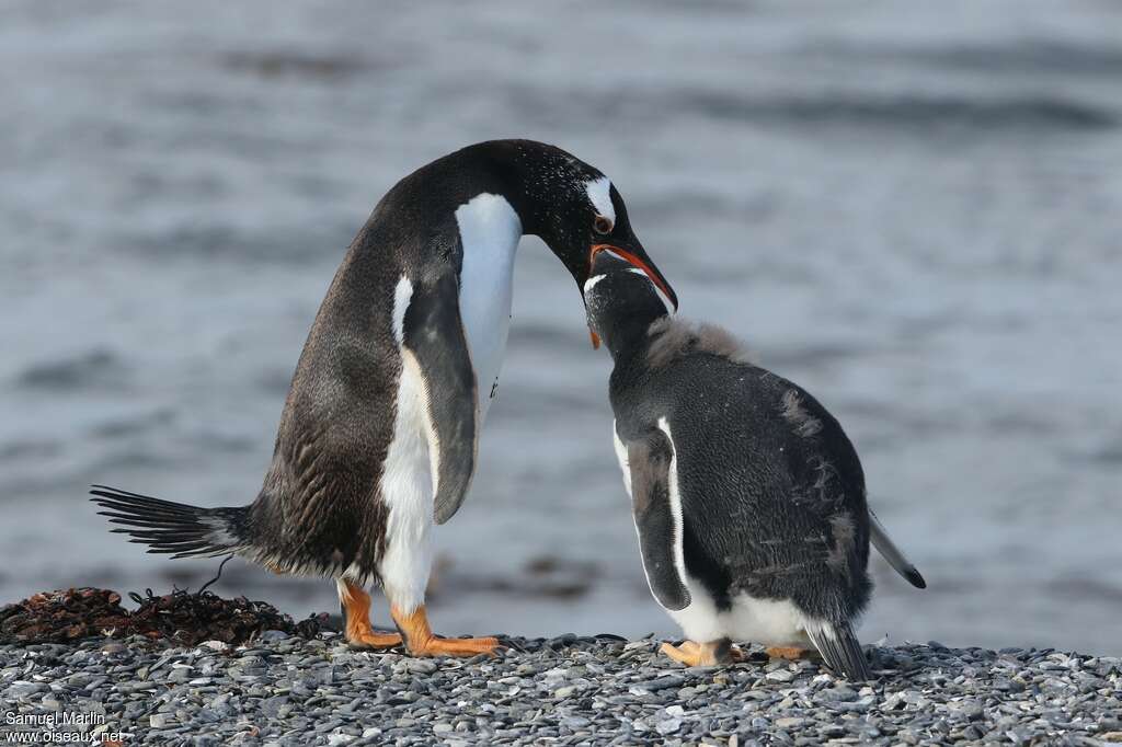 Gentoo Penguin, eats