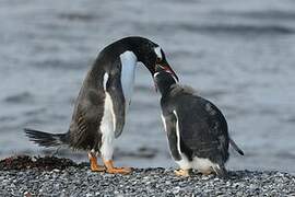 Gentoo Penguin