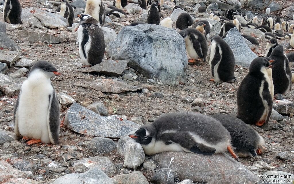 Gentoo Penguin