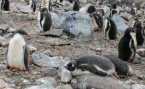 Gentoo Penguin