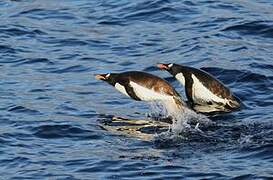 Gentoo Penguin