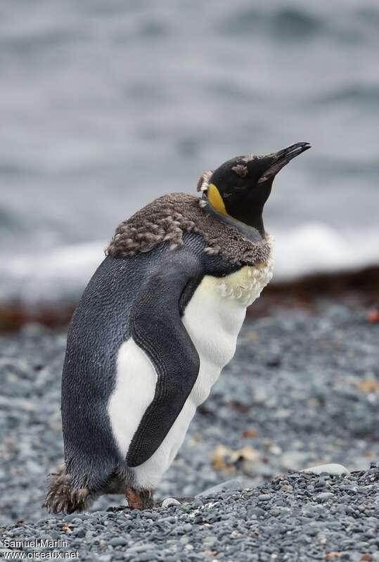 King Penguinjuvenile, identification