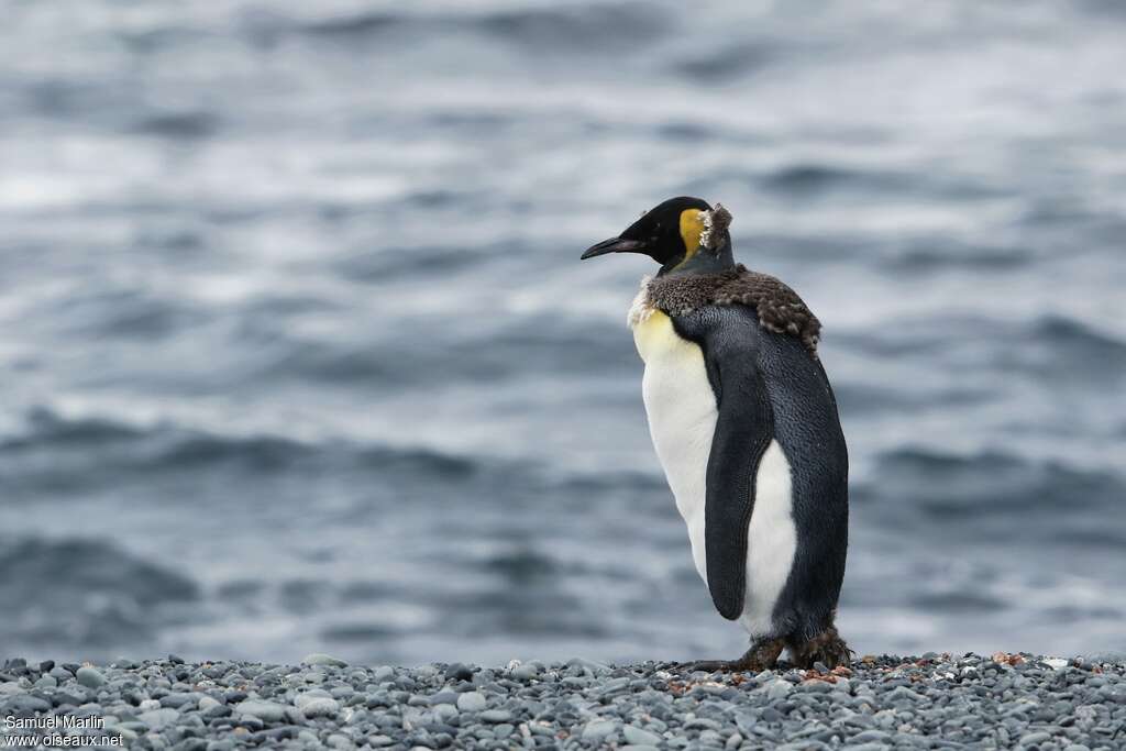 King Penguinjuvenile, moulting