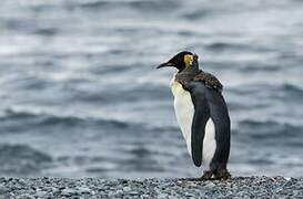 King Penguin