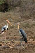 Lesser Adjutant