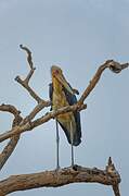 Lesser Adjutant