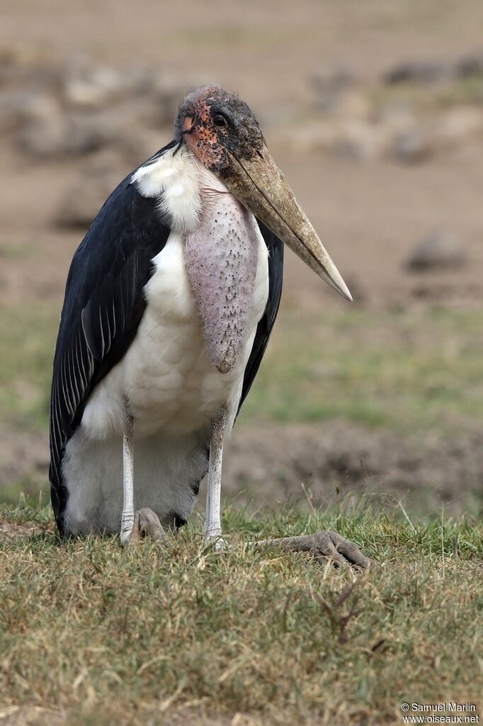 Marabou Storkadult