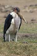 Marabou Stork