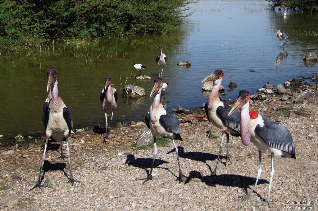 Marabou Storkadult