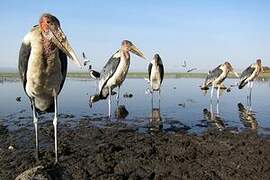 Marabou Stork