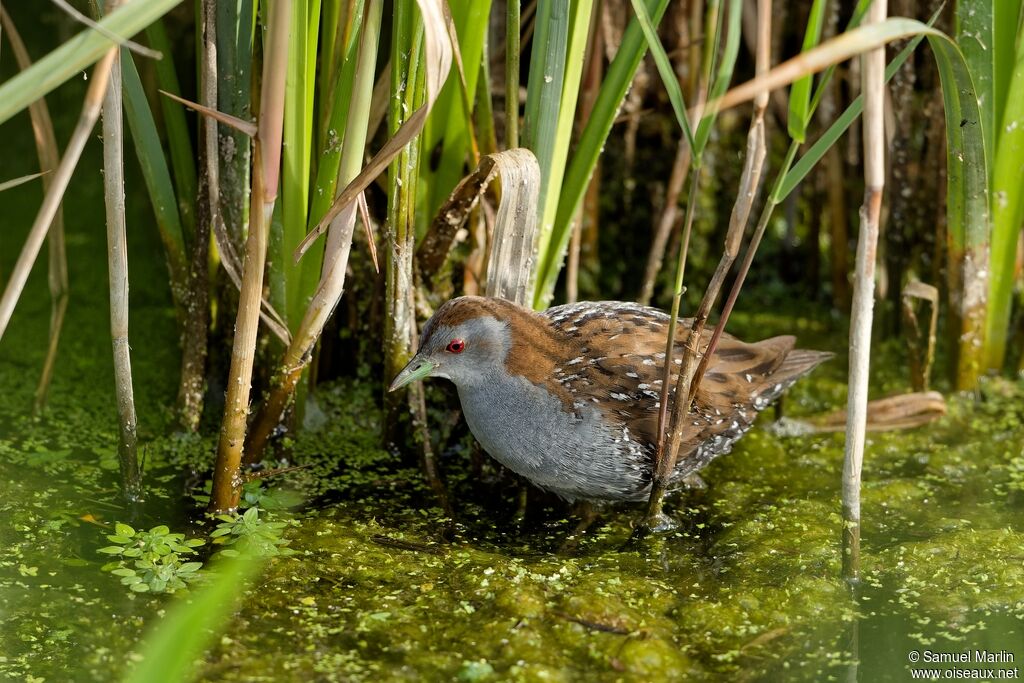 Baillon's Crakeadult