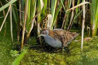 Marouette de Baillon