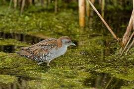 Baillon's Crake