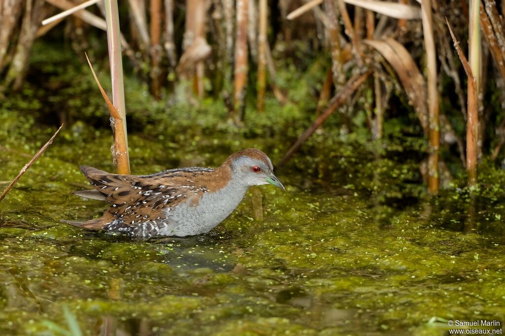 Baillon's Crakeadult