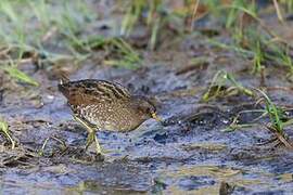 Spotted Crake