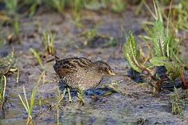 Spotted Crake