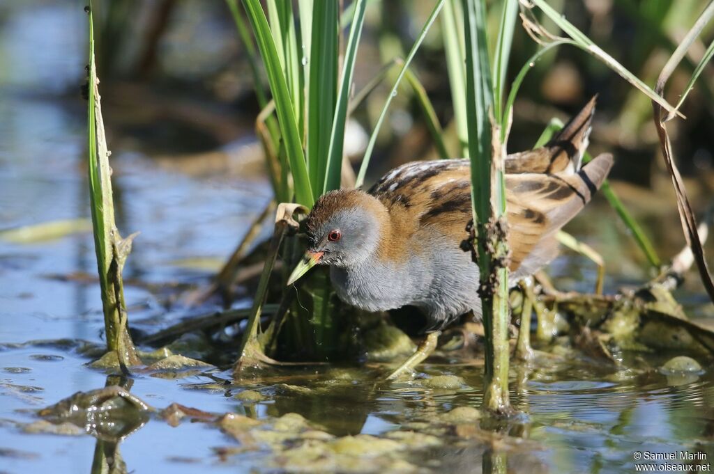 Little Crake male adult