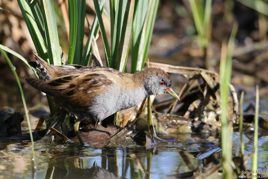 Little Crake male adult