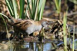 Little Crake