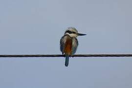 Red-backed Kingfisher