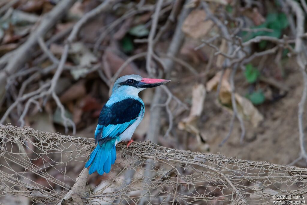 Blue-breasted Kingfisheradult