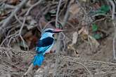 Martin-chasseur à poitrine bleue