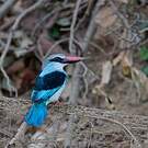 Martin-chasseur à poitrine bleue