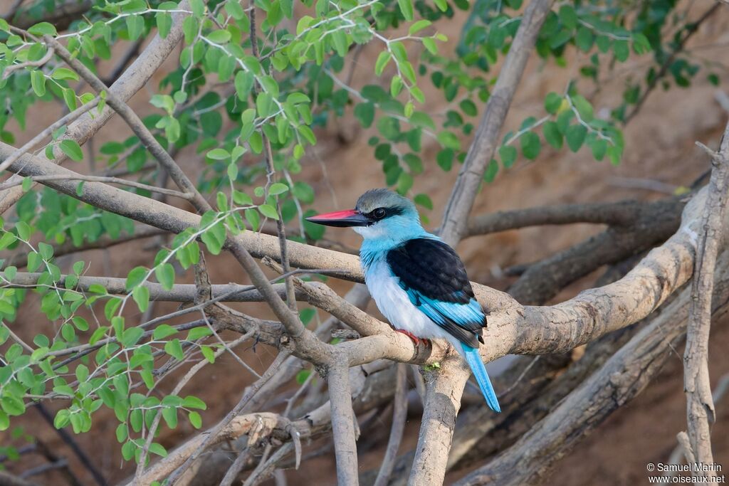 Blue-breasted Kingfisheradult