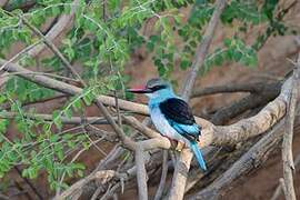 Blue-breasted Kingfisher