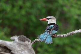 Brown-hooded Kingfisher