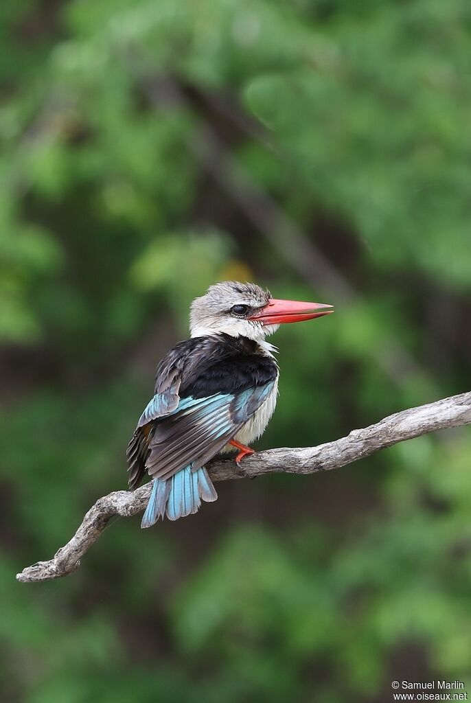 Brown-hooded Kingfisheradult