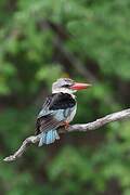 Brown-hooded Kingfisher