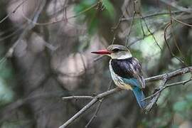 Brown-hooded Kingfisher