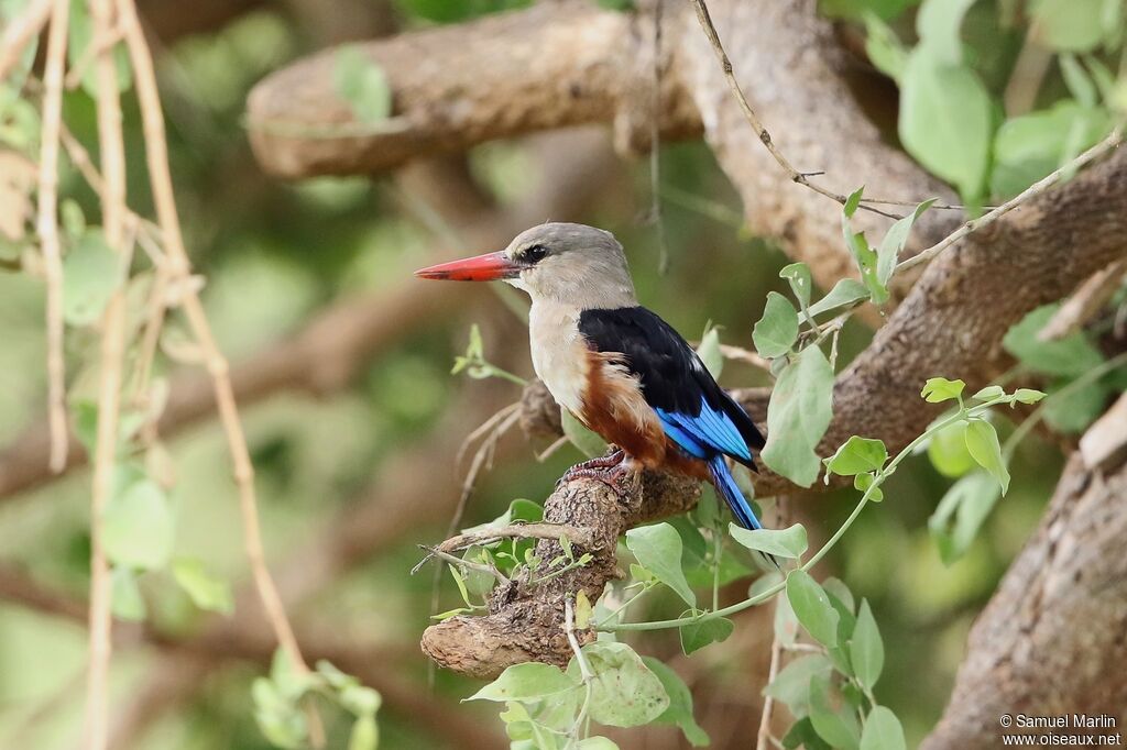 Grey-headed Kingfisher