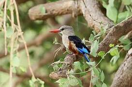 Grey-headed Kingfisher