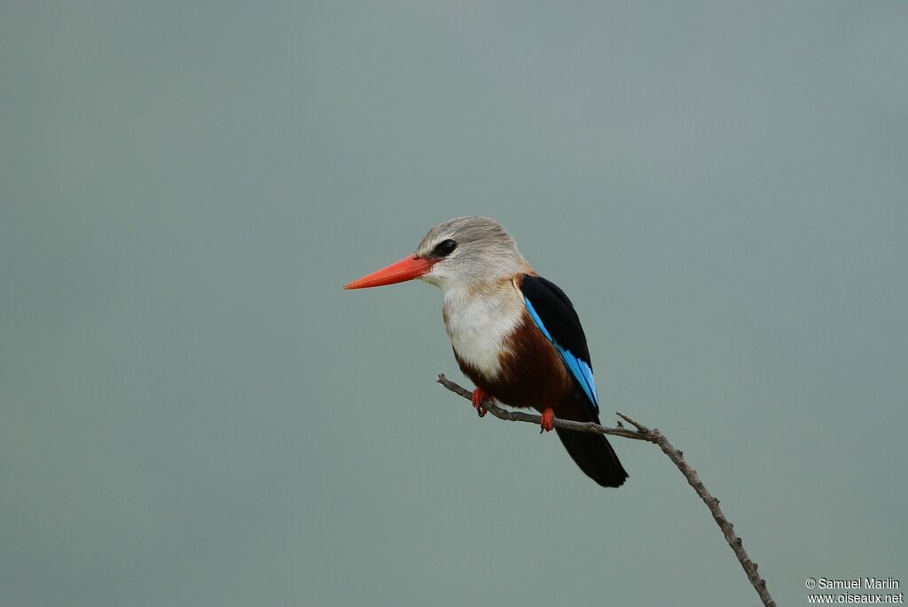 Grey-headed Kingfisher