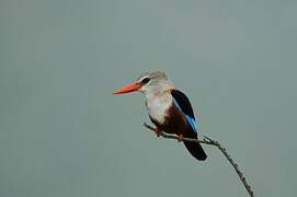 Grey-headed Kingfisher