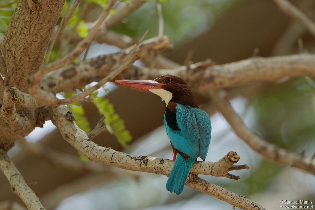 White-throated Kingfisheradult