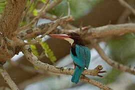 White-throated Kingfisher