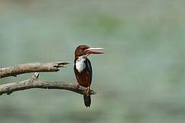 White-throated Kingfisher