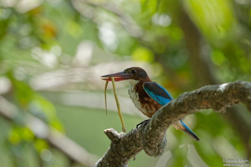 White-throated Kingfisheradult, fishing/hunting