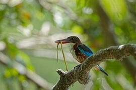 White-throated Kingfisher