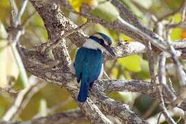 Pacific Kingfisher