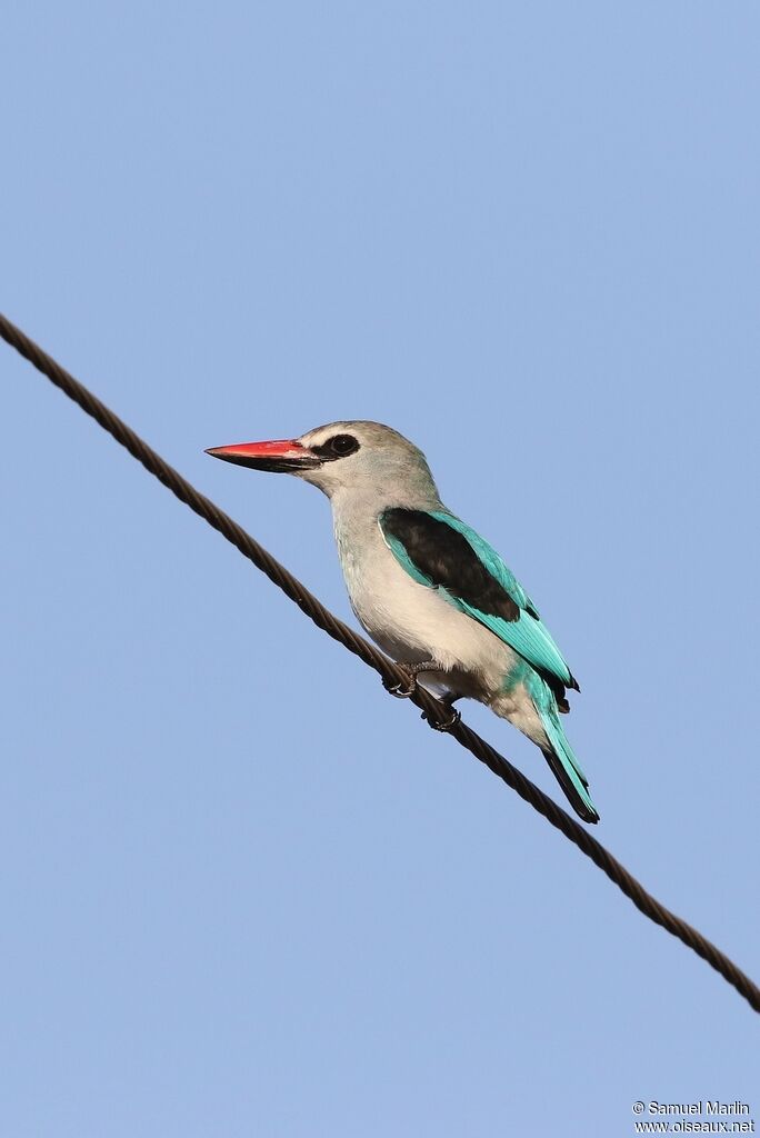 Martin-chasseur du Sénégaladulte