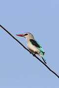 Woodland Kingfisher