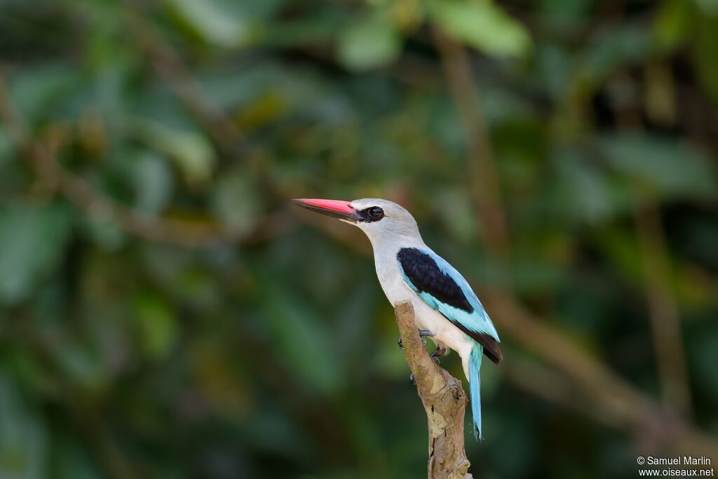 Martin-chasseur du Sénégal