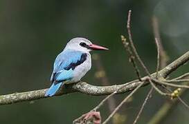 Woodland Kingfisher