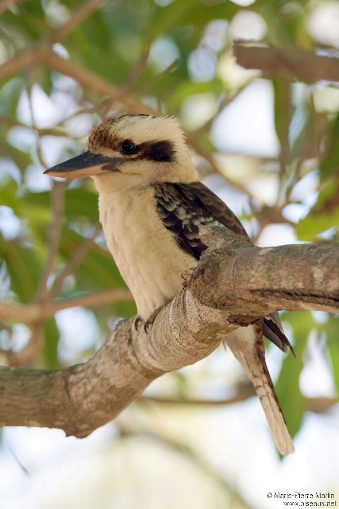 Laughing Kookaburraadult