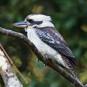 Laughing Kookaburra